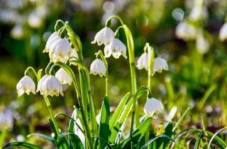 Wohnung mieten in 6134 Vomp, Sonnige 3-Zimmer-Dachterrassenwohnung mit Weitblick, Südseite