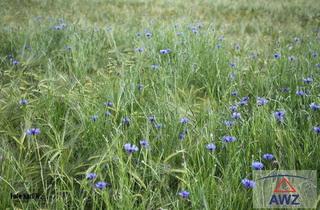 Gewerbeimmobilie kaufen in 5242 Sankt Johann am Walde, Ebenes Grünland/Ackerfläche mit ca. 3,5 Hektar zu verkaufen!