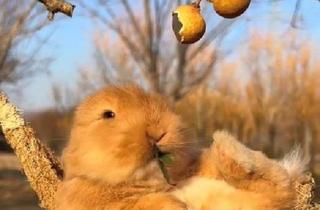 Wohnung mieten in Berg, 9201 Klagenfurt, Ostern am Wörthersee: Kurzzeitmiete im April möglich