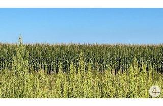 Grundstück zu kaufen in 3250 Wieselburg, Höchstmaß an Wohnqualität in Ihrem individuell planbarem Haus in sonniger Lage - Baugrund mit Bauzwang!