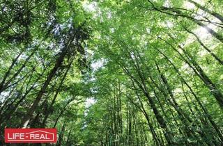 Grundstück zu kaufen in 4040 Linz, Investieren Sie in die Zukunft! Ein Waldgrundstück mit guter Zufahrt, Nähe Johannes Kepler Universität Linz