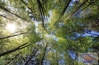 Grundstück zu kaufen in 5231 Schalchen, Schöner Wald im Kobernaußerwald zu verkaufen!