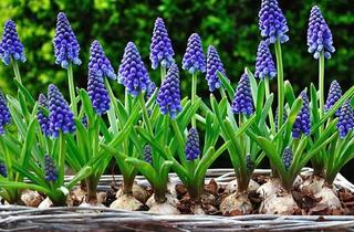 Grundstück zu kaufen in 3002 Purkersdorf, Ebener Baugrund mit Altbestand - in Purkersdorfer Waldrandlage (!)