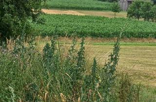 Bauernhäuser zu kaufen in 7512 Kohfidisch, Bauernhaus mit großem Grundstück in Harmisch