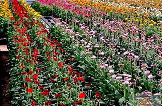 Grundstück zu kaufen in 4891 Pöndorf, Erfolgreiche Gärtnerei mit stabilem Kundenstamm sucht Nachfolge!