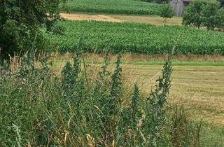 Bauernhäuser zu kaufen in 7512 Harmisch, Bauernhaus mit großem Grundstück in Harmisch