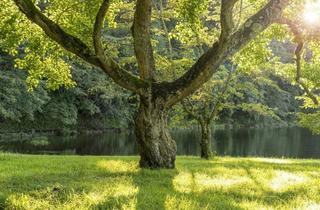 Grundstück zu kaufen in 4152 Sarleinsbach, Mehrere Hektar Wald-, Wiesen- und Ackerflächen im Bezirk Rohrbach