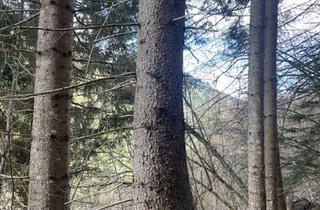 Immobilie kaufen in 8850 Murau, 5,2 ha Wald & landwirtschaftliche Nutzfläche nähe Murau zu verkaufen