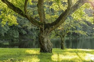 Grundstück zu kaufen in 4152 Sarleinsbach, Mehrere Hektar Wald-, Wiesen- und Ackerflächen im Bezirk Rohrbach