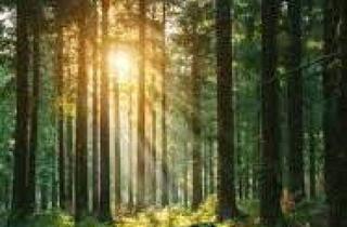 Gewerbeimmobilie kaufen in 9183 Schlatten, Waldflächen im Rosental zu verkaufen !