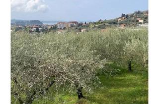 Grundstück zu kaufen in 6320 Angerberg, Olivenhain in Portoroz Piran