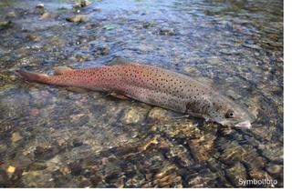 Immobilie kaufen in 9611 Nötsch, Fischwasser mit großem Huchen und Äschevorkommen