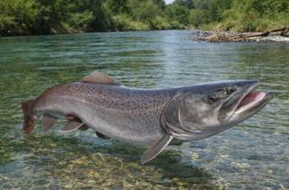 Immobilie kaufen in 9611 Nötsch, Huchen - Fischwasser in Kärnten