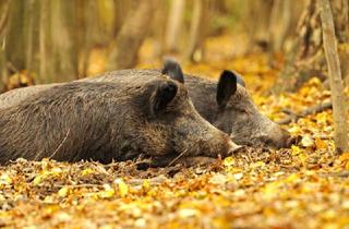 Agrarfläche kaufen in 2081 Niederfladnitz, Eigenjagd mit hervorragender Schwarzwildjagd
