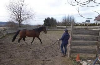 Haus kaufen in 7535 Rauchwart, Privates Pferdeparadies für Liebhaber – genehmigt, etabliert, bezugsbereit