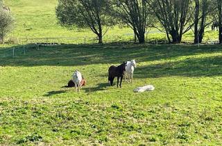 Gewerbeimmobilie kaufen in 3542 Gföhl, TRAUMHAFTER REITERHOF NAHE GFÖHL