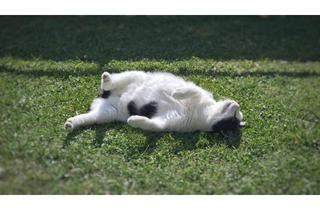 Wohnung mieten in Test 534, 2002 Großmugl, Apartment mit Garten und Einbauküche