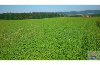 Grundstück zu kaufen in 7323 Ritzing, Ackerfläche in Ritzing zu verkaufen