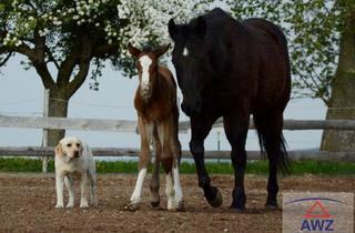 Grundstück zu kaufen in 5134 Schwand im Innkreis, Schwand / Gilgenberg - Toplage am Ortsrand!