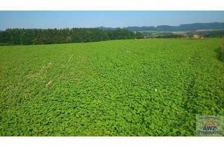 Grundstück zu kaufen in 7323 Ritzing, Ackerfläche in Ritzing zu verkaufen!