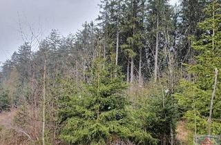 Grundstück zu kaufen in 3830 Waidhofen an der Thaya, Schöner Wirtschaftswald mit ca. 17 Hektar!