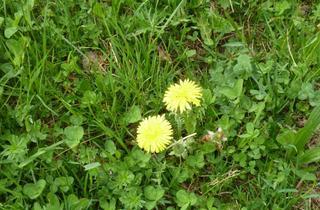 Grundstück zu kaufen in Leopoldstraße / Grieskirchnerstraße, 4701 Bad Schallerbach, Rares Grundstück in Ortslage