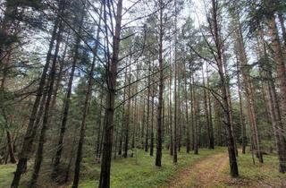 Immobilie kaufen in 3650 Pöggstall, Wald zu verkaufen - 2 gepflegte Parzellen à ca. 4 ha (insgesamt ca. 8,3 ha) im südlichen Waldviertel