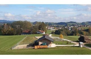 Gewerbeimmobilie kaufen in 4872 Neukirchen an der Vöckla, Reitplatz mit Stallgebäude – Ihr Traum vom eigenen Pferdeparadies