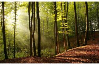 Gewerbeimmobilie kaufen in 9344 Weitensfeld, Wald im Gurktal (Provisionsfrei)