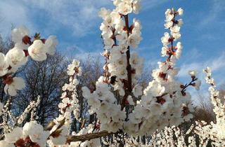 Immobilie kaufen in Kg Pömling, 3644 Emmersdorf an der Donau, Obstgarten sucht Hobbygärtner