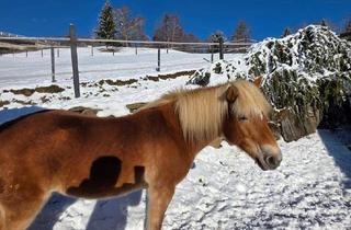 Gewerbeimmobilie kaufen in Burgstall-Pölling, 9433 Burgstall-Pölling, Einmalige, top gelegene Pferderanch im Lavanttal!