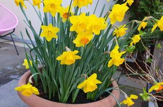 Wohnung mieten in Elisabethinergasse, 8020 Graz, * * * LEISTBARER SINGLE-HIT in ZENTRALER CITY-LAGE... 4 Radmin. zum CITYPARK, zum BAUERNMARKT AM LENDPLATZ sowie zum HAUPTBAHNHOF * * *