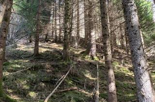 Grundstück zu kaufen in 6830 Laterns, Wald im Laternsertal zu verkaufen
