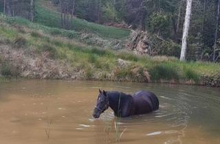Lager kaufen in 8510 Stainz, Ein Naturparadies für Tier- & Pferdeliebhaber - Teich und Reitplatz in 8510 Stainz/Weststeiermark
