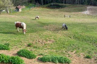 Lager kaufen in 8510 Stainz, Ein Naturparadies Für Tier- & Pferdeliebhaber - Teich und Reitplatz in 8510 Stainz/Weststeiermark