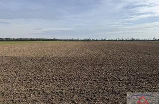 Grundstück zu kaufen in 2232 Deutsch-Wagram, Schöner ebener Acker mit Brunnen!