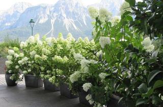 Wohnung mieten in 6631 Lermoos, Terrassenwohnung Südlage mit Bergsicht