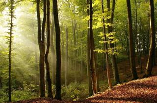 Immobilie kaufen in 9344 Weitensfeld, Wald im Gurktal (Provisionsfrei)