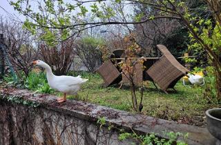 Wohnung mieten in Langackergasse, 1190 Wien, Langackergasse: 5-6 Zimmer Stilaltbau in Grünruhelage und Ausblick