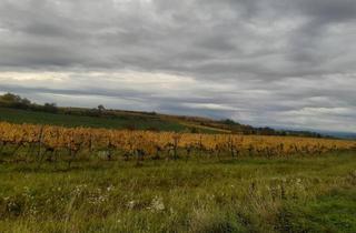 Grundstück zu kaufen in 3550 Langenlois, GUT BEWIRTSCHAFTETER WEINGARTEN IN HERRLICHER LAGE - WEINGARTEN, LANDWIRTSCHAFTLICHE FLÄCHEN - KEIN BAUGRUNDSTÜCK!