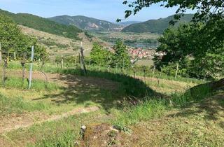 Grundstück zu kaufen in 3610 Weißenkirchen in der Wachau, WEINGARTEN IN AUSSICHTSLAGE - WEINGARTEN, LANDWIRTSCHAFTLICHE FLÄCHEN - KEIN BAUGRUNDSTÜCK!