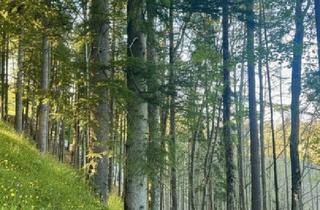 Grundstück zu kaufen in 8614 Sankt Erhard, 33 ha Forst I Waldbesitz im steirischen Almenlandgebiet