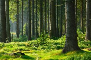 Agrarfläche kaufen in 8614 Sankt Erhard, 33 ha Waldbesitz mit Fischteich u. Hütte