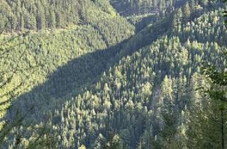 Agrarfläche kaufen in 8614 Sankt Erhard, 32 ha Forst mit Fischteich und Hütte