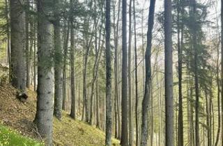 Agrarfläche kaufen in 8614 Sankt Erhard, 13 ha Wald als Wertanlage