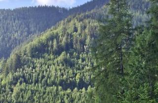 Agrarfläche kaufen in 8614 Sankt Erhard, 13 ha Wald als Wertanlage