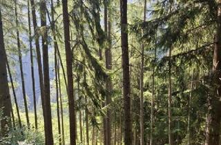 Agrarfläche kaufen in 8614 Sankt Erhard, 13 ha Wald als Wertanlage