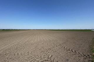 Gewerbeimmobilie kaufen in 3474 Kollersdorf, Landwirtschaftliche Flächen zu verkaufen