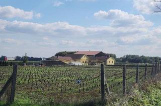 Immobilie kaufen in 9771 Berg, Großes Land- und Forstwirtschaftsgrundstück mit Gartenbau in 9771 Balogunyom, Ungarn!