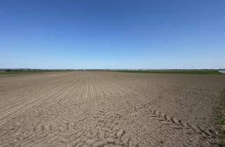 Gewerbeimmobilie kaufen in 3474 Altenwörth, Landwirtschaftliche Flächen zu verkaufen